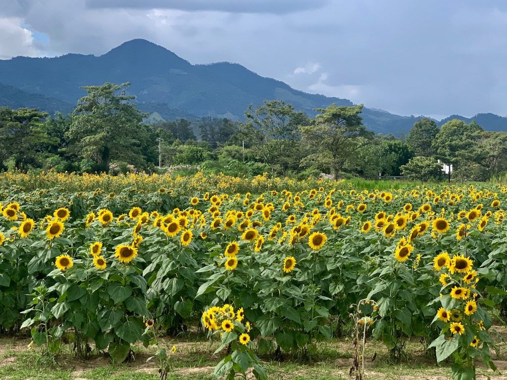 The largest flower field in Guatemala full of sunflowers