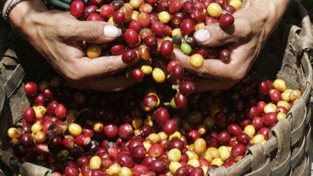 Hands of a coffee producer