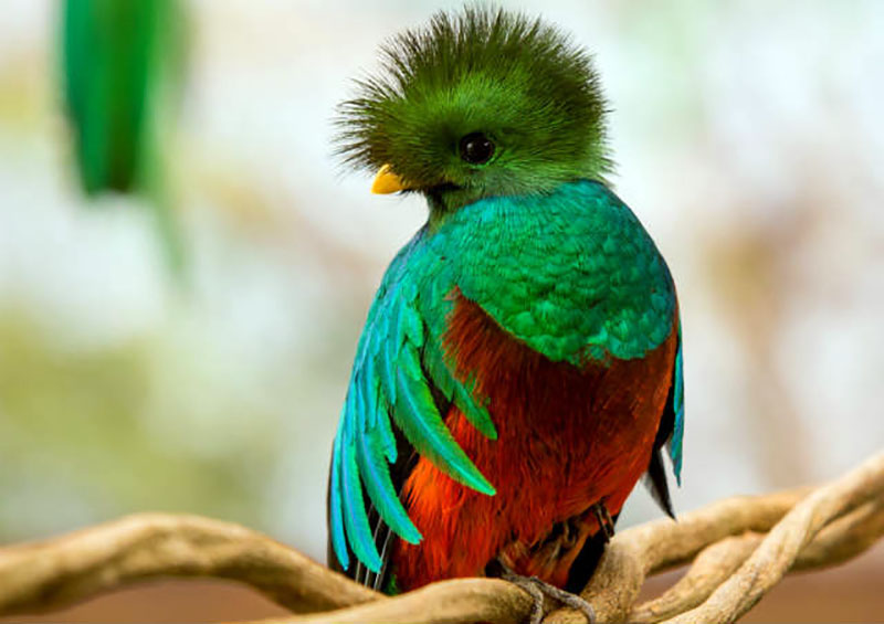 Quetzal closeup
