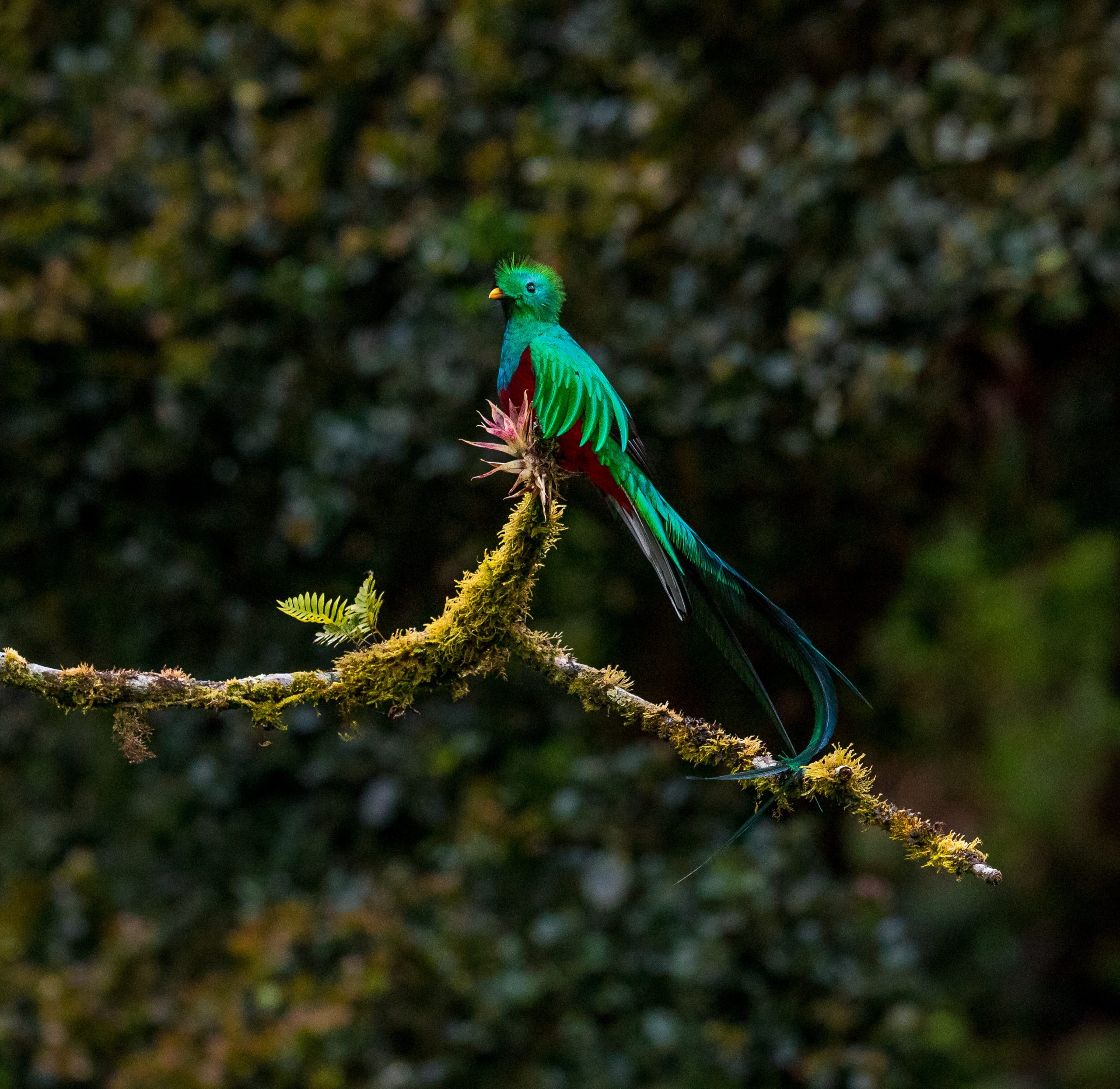 Quetzal resting in a tree