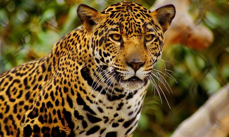 The jaguar wildlife is endangered
