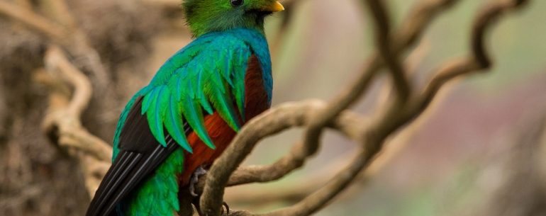 Quetzal bird in a tree