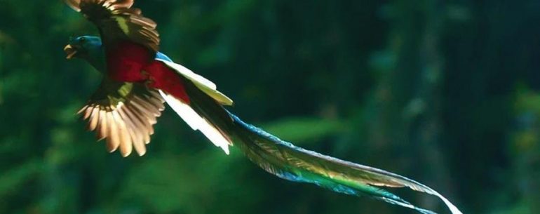 Quetzal bird flying