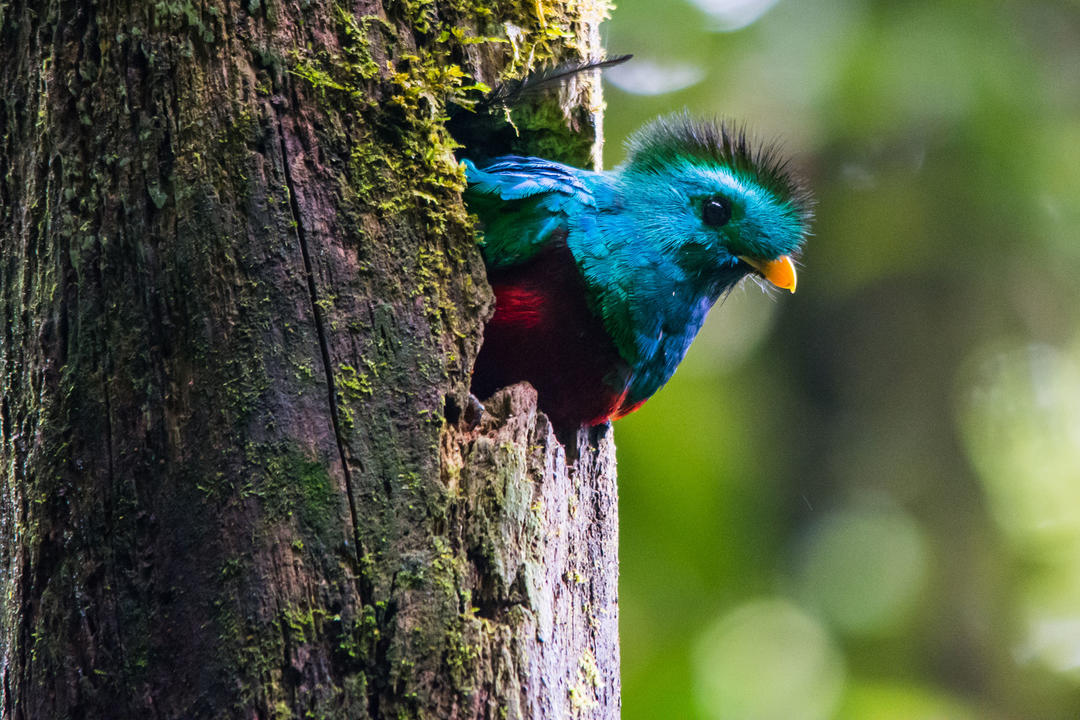 Quetzal bird in a tree