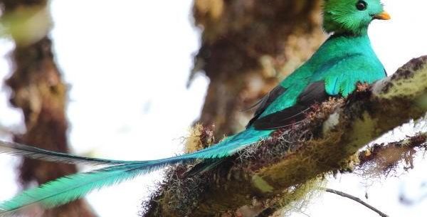 Amazing Quetzal bird