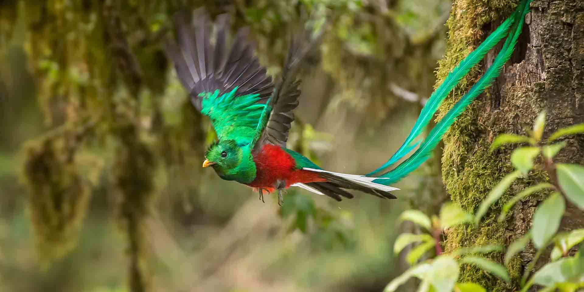 Quetzal flying